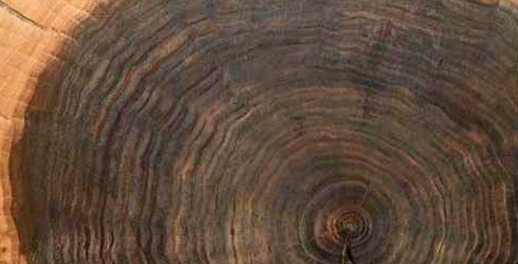 What Makes Black Walnut Premium? Why Choose It? - Oak Furniture Store