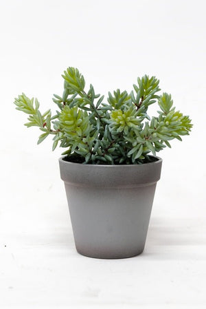 Angelina Succulent Grey Pot 22cm - Oak Furniture Store & Sofas