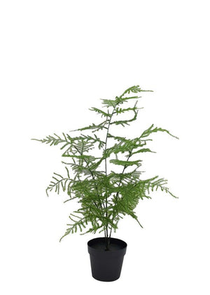 Asparagus Fern Potted 50cm - Oak Furniture Store & Sofas