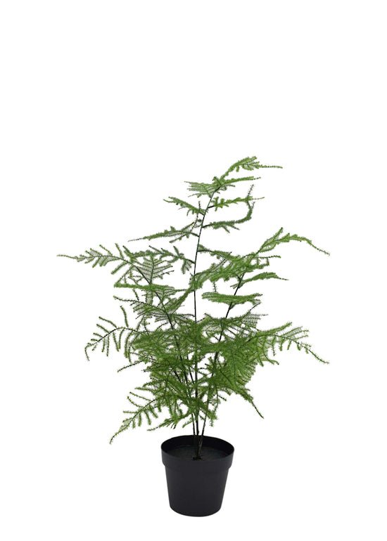 Asparagus Fern Potted 50cm