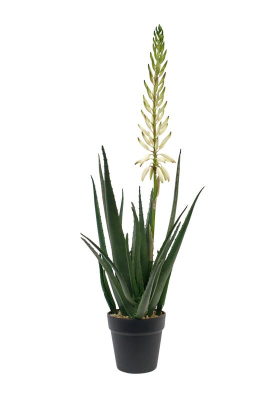 Flowering Aloe Vera Potted