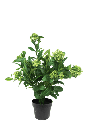 Potted Skimmia Plant 65cm - Oak Furniture Store & Sofas