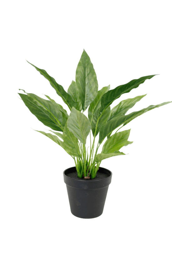 Potted Spathiphyllum Bush 40cm - Oak Furniture Store & Sofas