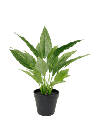 Potted Spathiphyllum Bush 40cm - Oak Furniture Store & Sofas