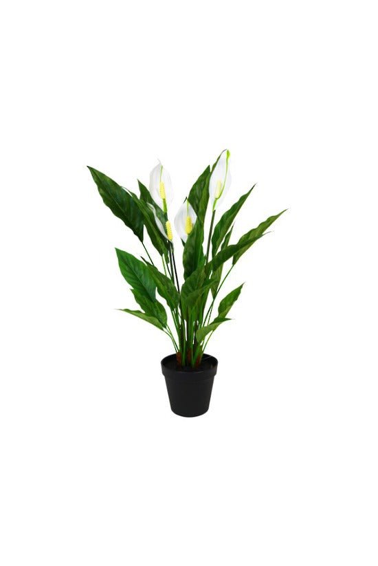 Potted Spathiphyllum w/Flowers 50cm - Oak Furniture Store & Sofas