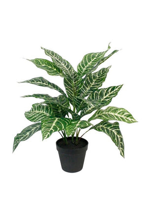 Potted Zebra Plant 47cm - Oak Furniture Store & Sofas