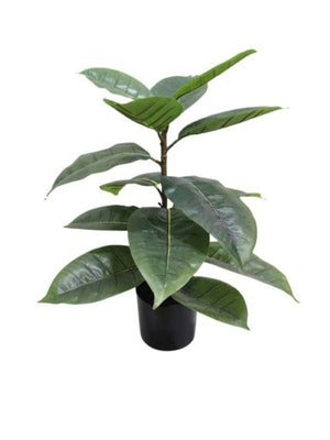 Rubber Plant Potted 56cm - Oak Furniture Store & Sofas