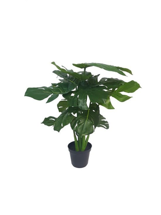 Split Leaf Philo Potted 53cm