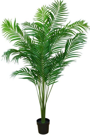 Tree - Pearl Palm Plants- 170/210cm - Oak Furniture Store & Sofas